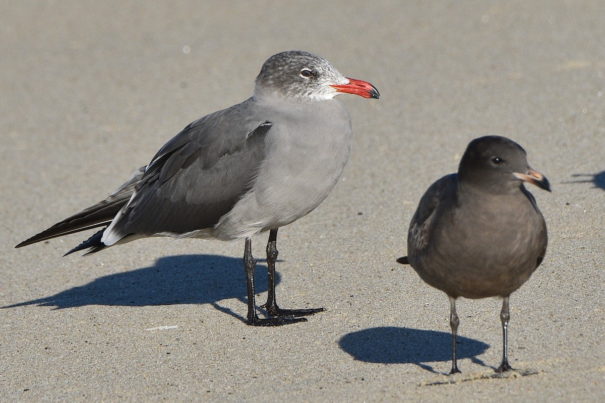 Heermann's Gull - ML644561926