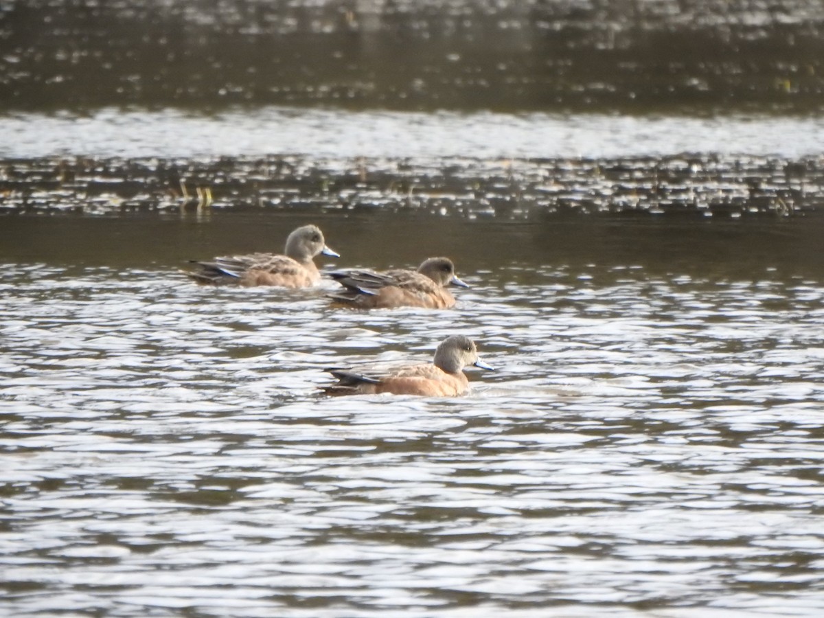 葡萄胸鴨 - ML644561931