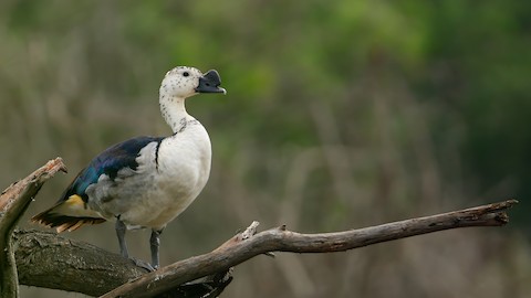 Knob-billed Duck - Sarkidiornis melanotos - Media Search