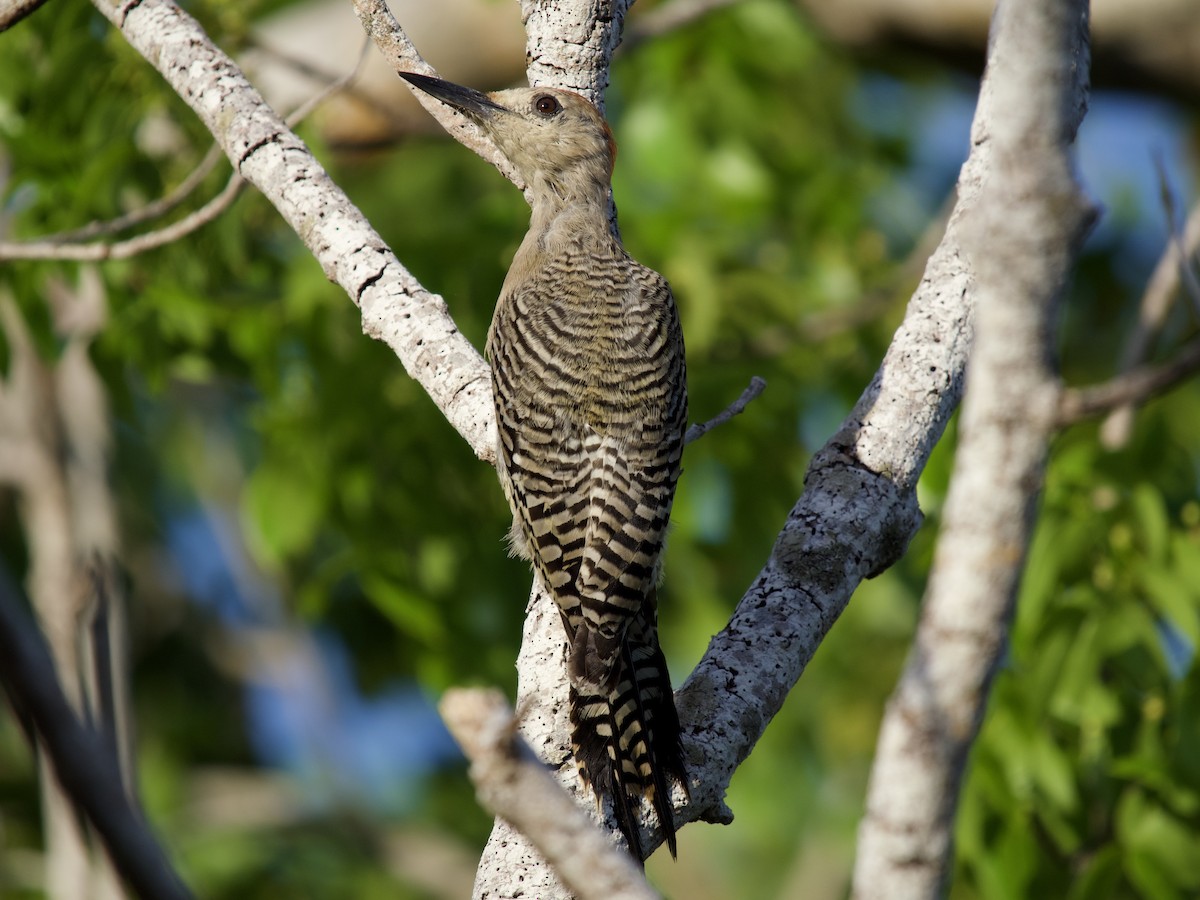 West Indian Woodpecker - ML644561942