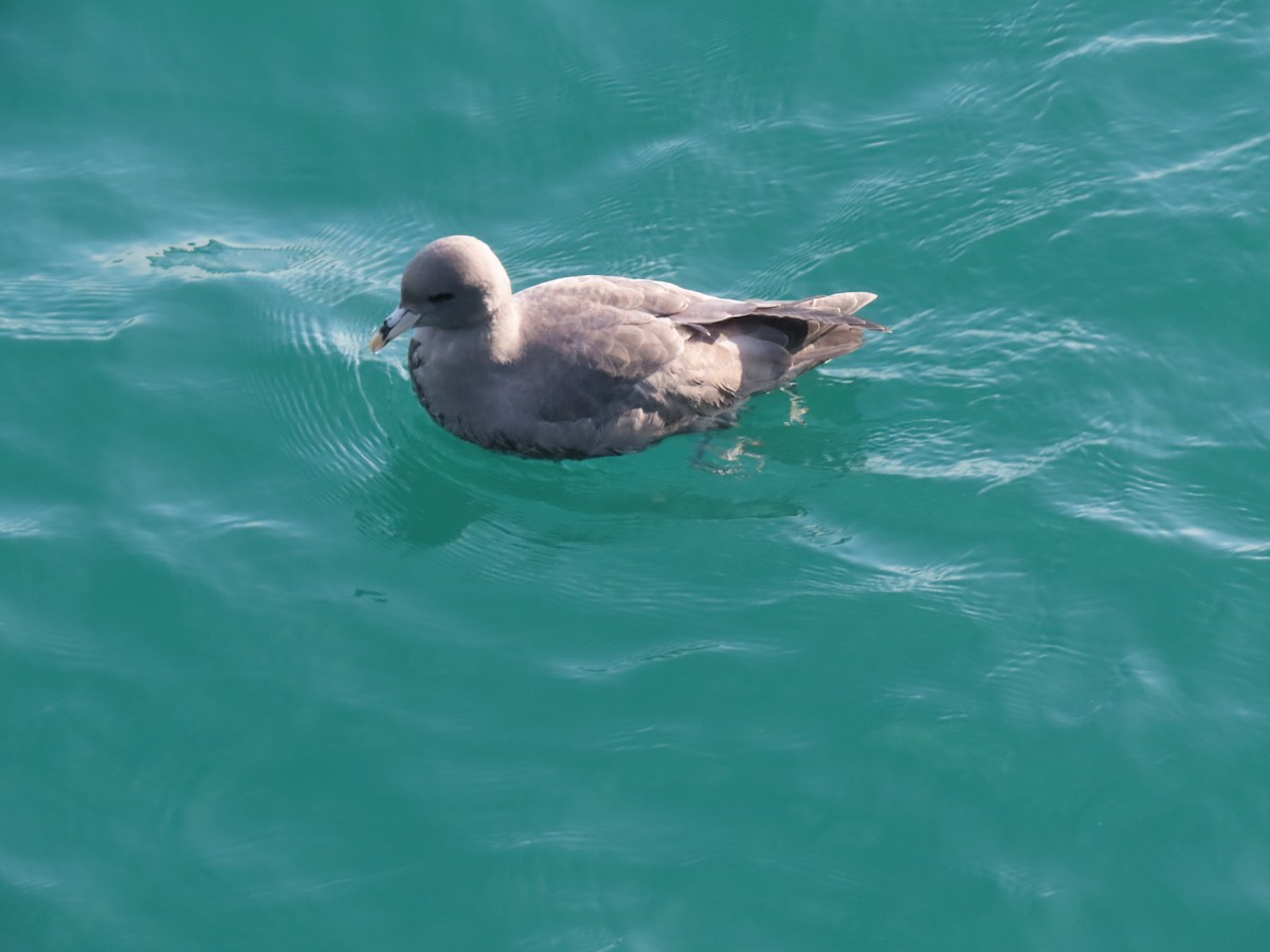 Буревісник кочівний - ML644561946