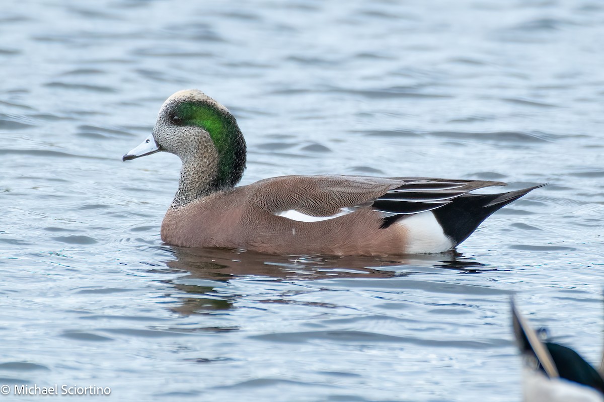 American Wigeon - ML644561947