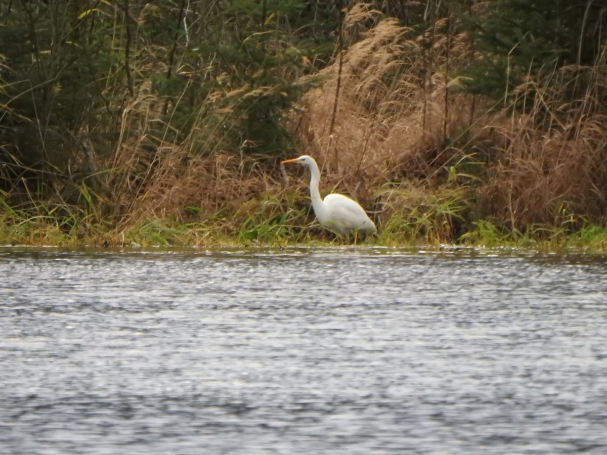 White-winged Crossbill - ML644561948