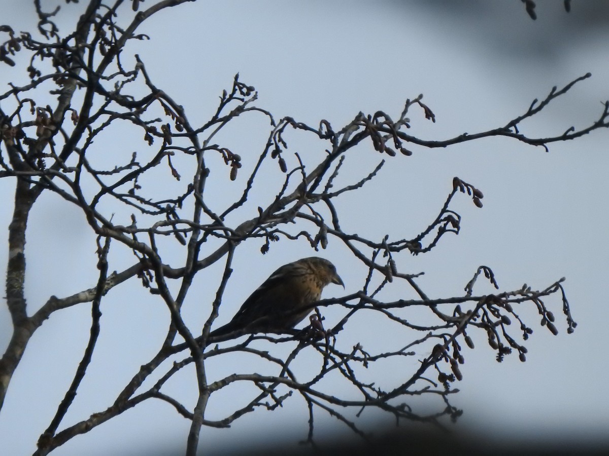 White-winged Crossbill - ML644561949