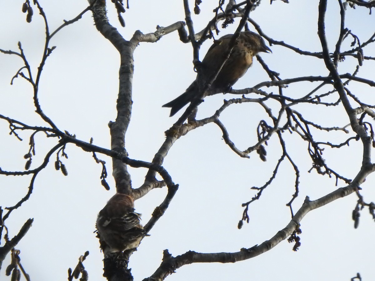 White-winged Crossbill - ML644561950