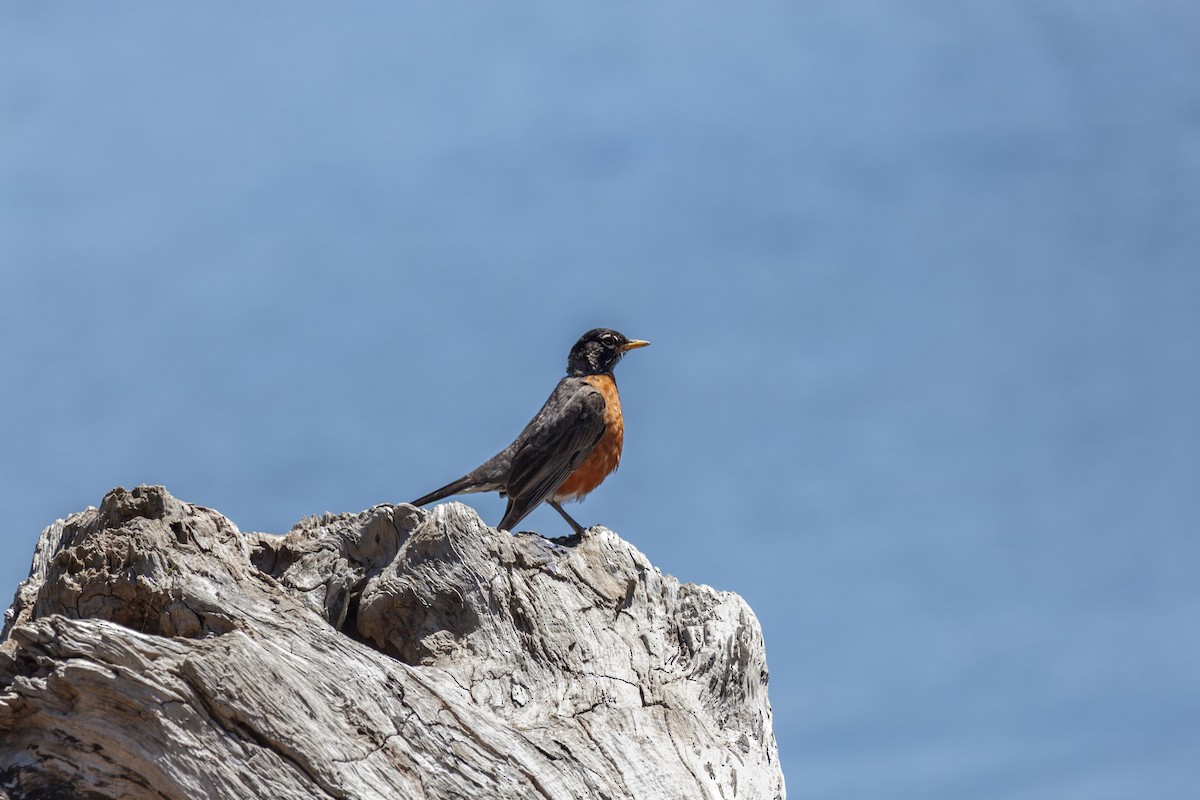 קיכלי נודד - ML644561958