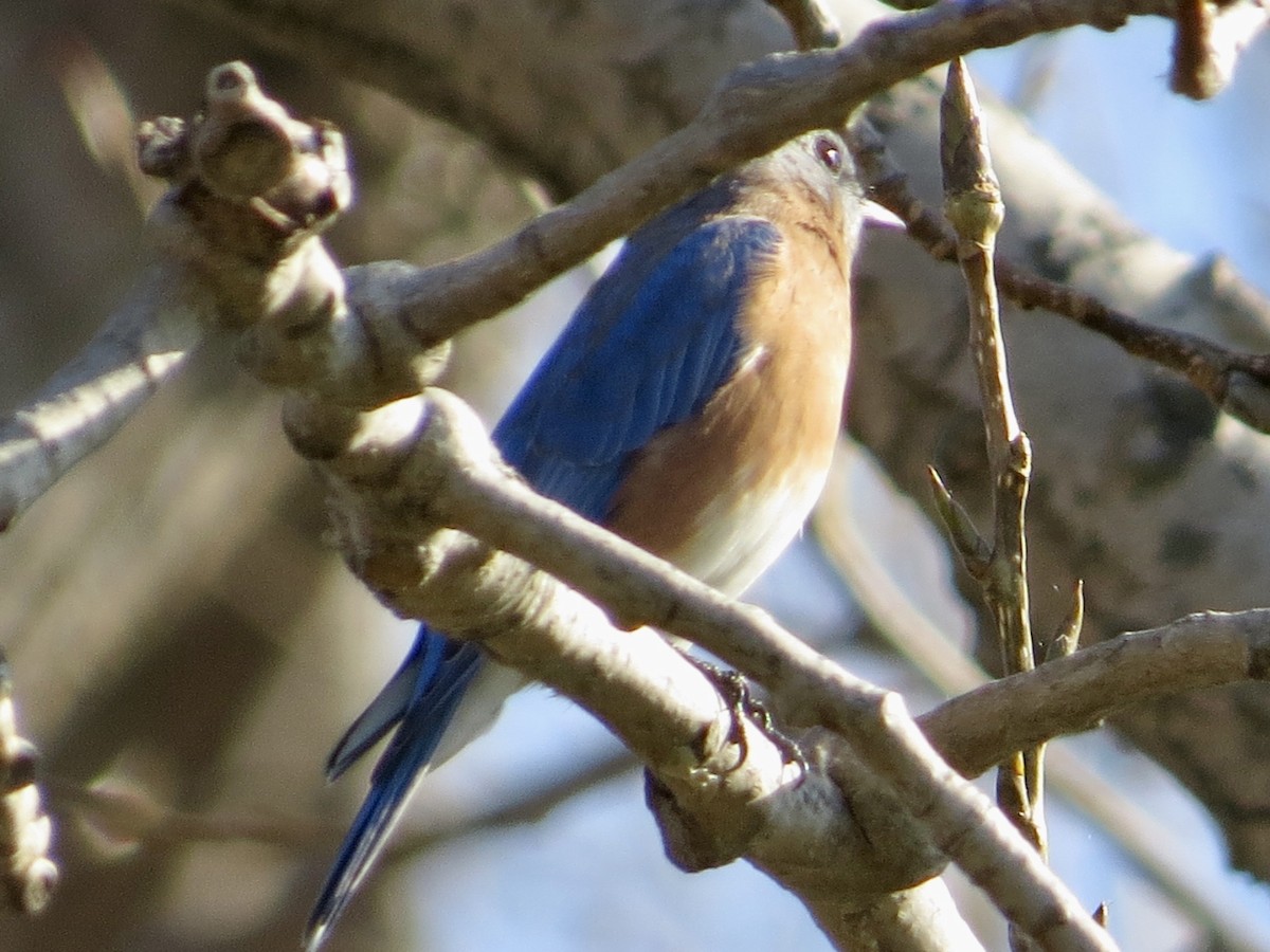 Eastern Bluebird - ML644561977