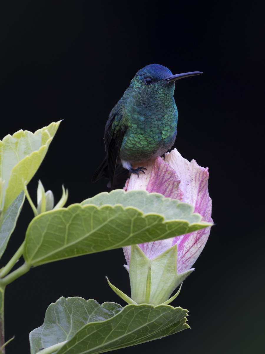 Ariane à front bleu - ML644561980