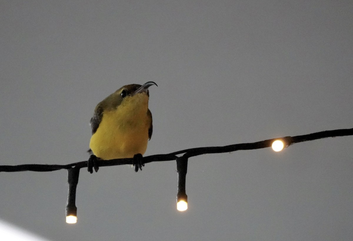 Sahul Sunbird - ML644561981