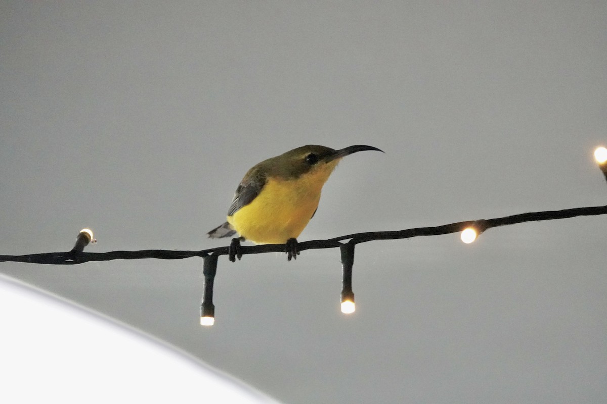 Sahul Sunbird - ML644561982