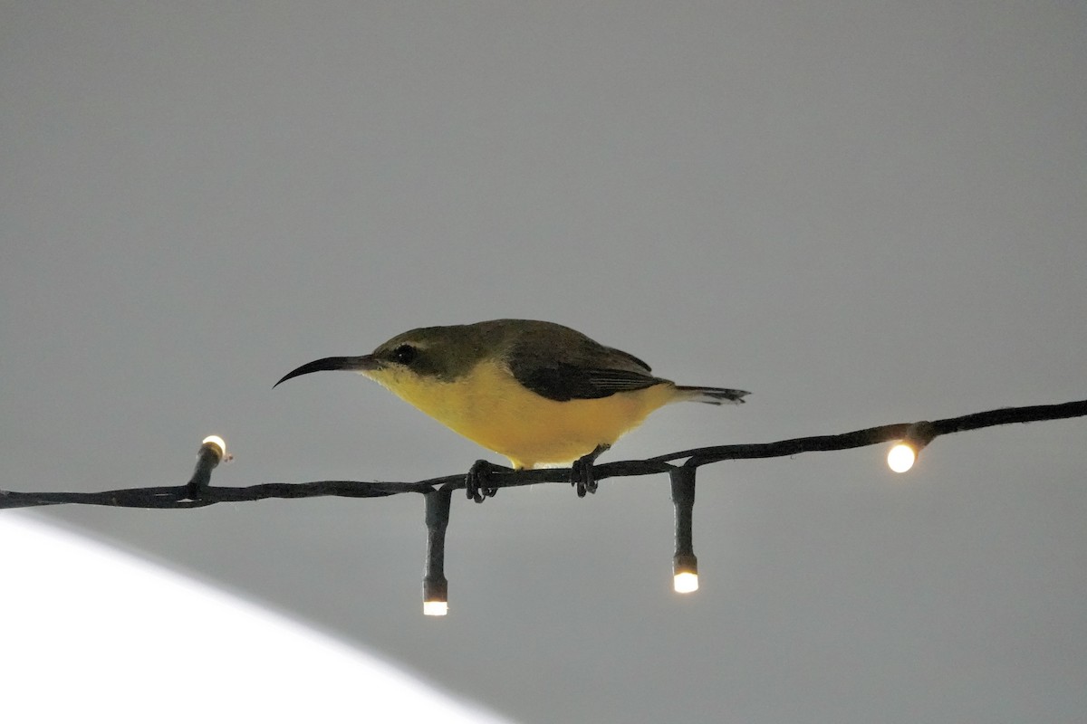 Sahul Sunbird - ML644561983