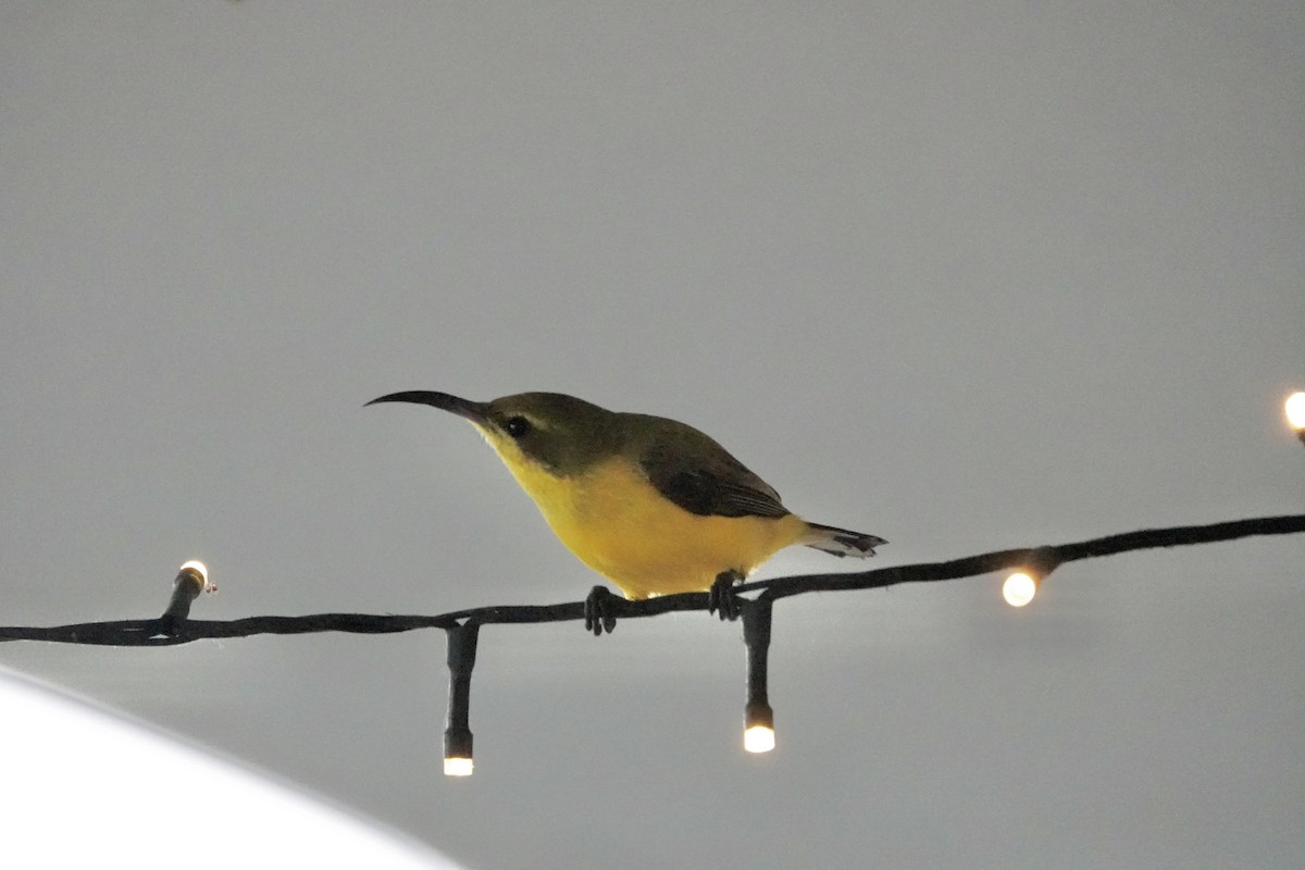 Sahul Sunbird - ML644561984