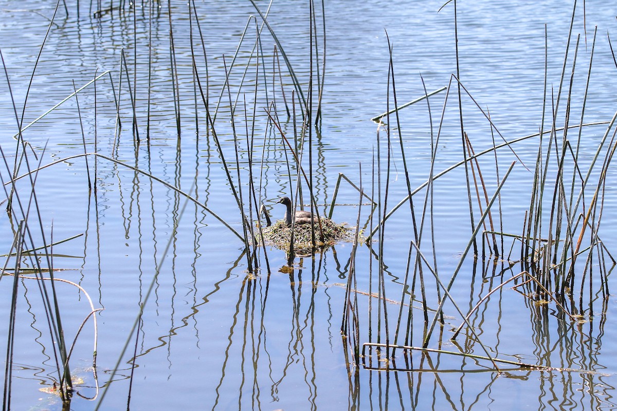 Австралийская поганка - ML644561989