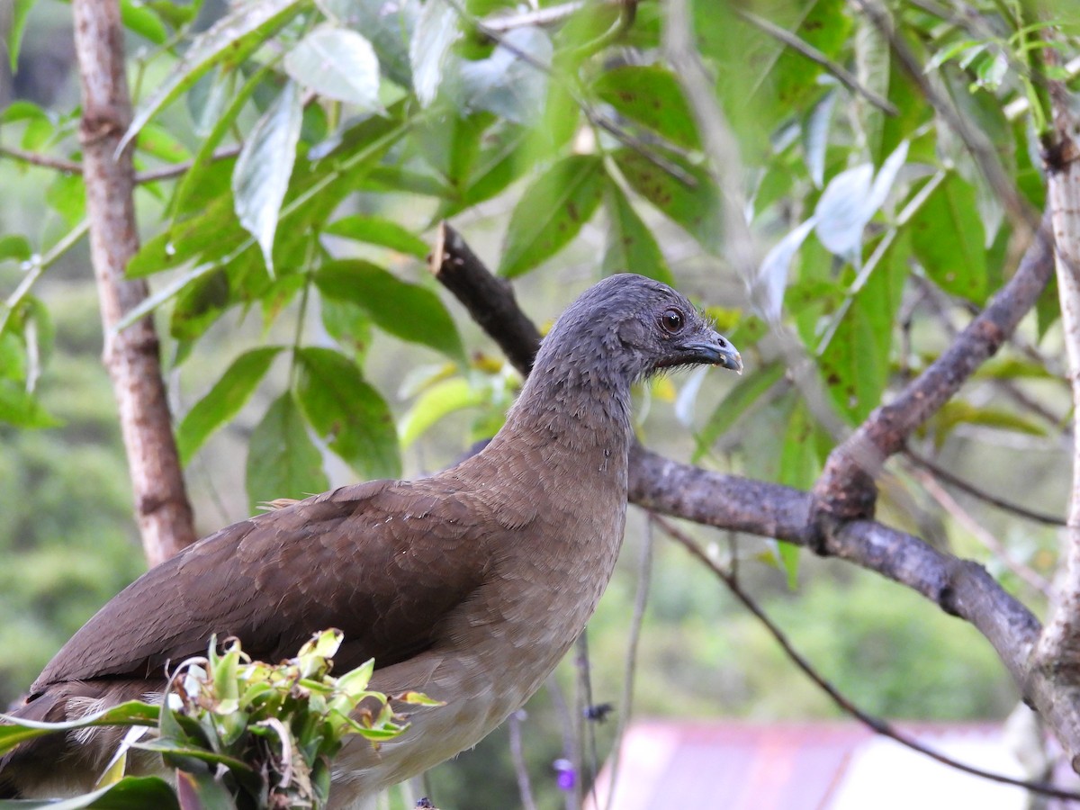 gråhodehokko - ML644561992