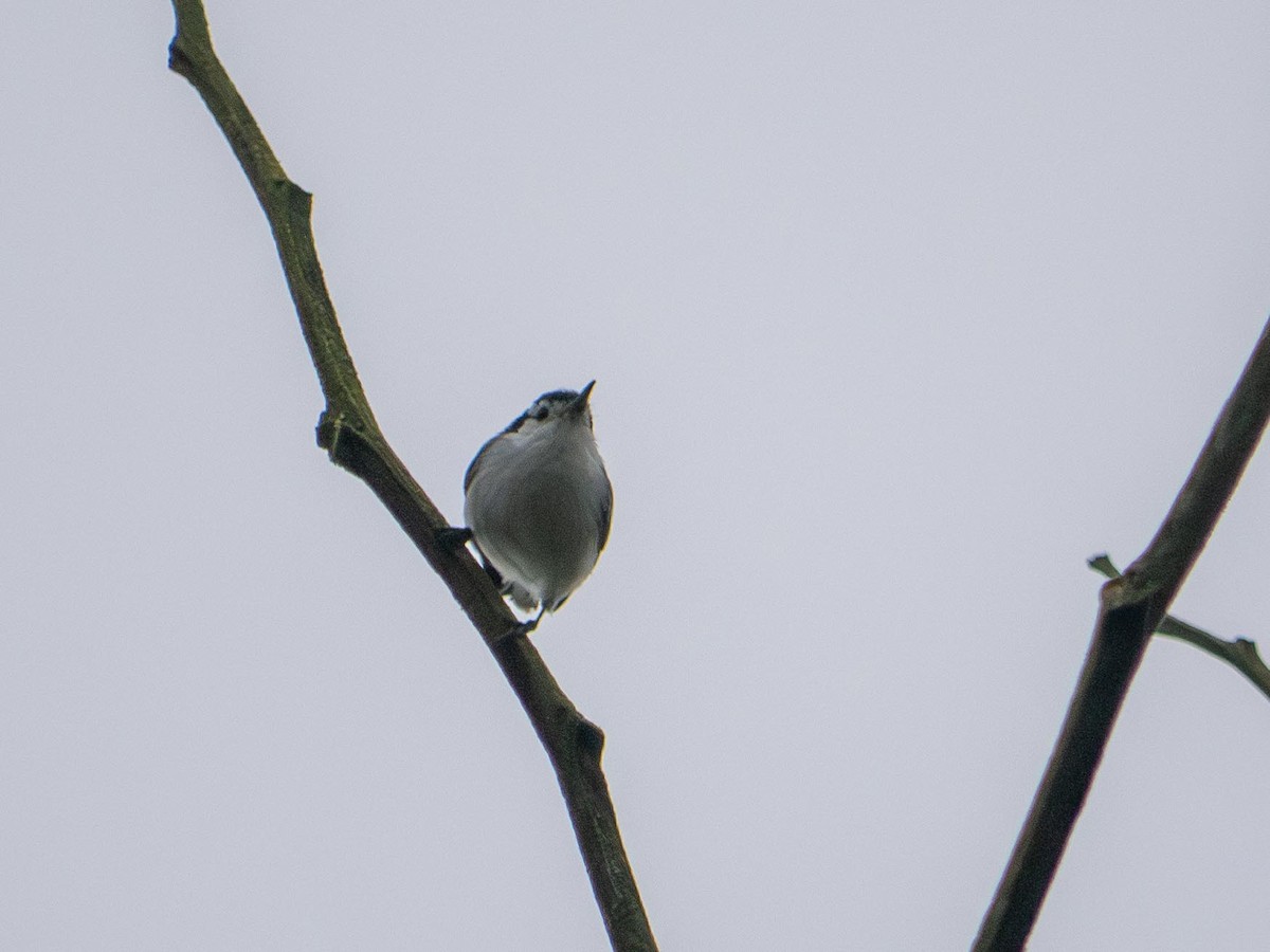 White-browed Gnatcatcher - ML644561995
