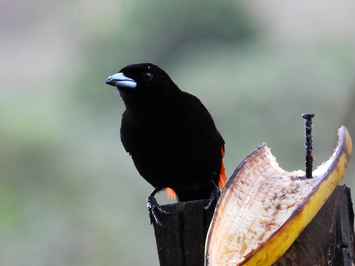 Scarlet-rumped Tanager - ML644562005