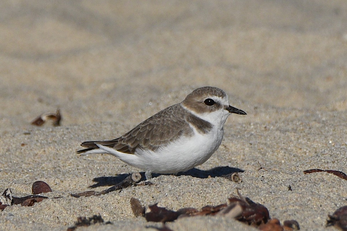 Snowy Plover - ML644562009