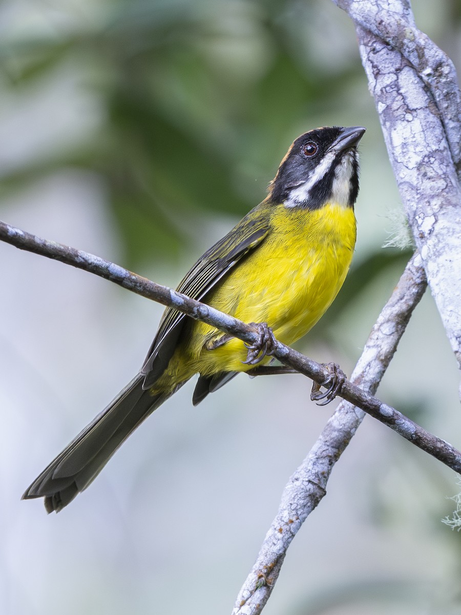 Moustached Brushfinch - ML644562010