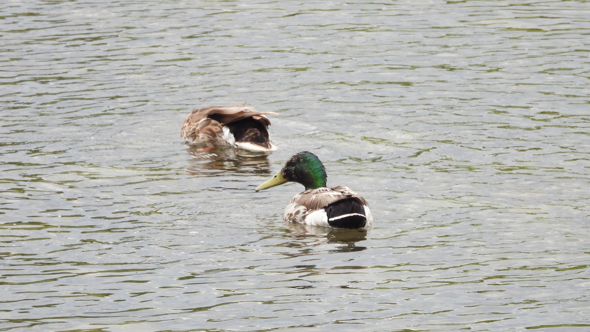 マガモ - ML644562012