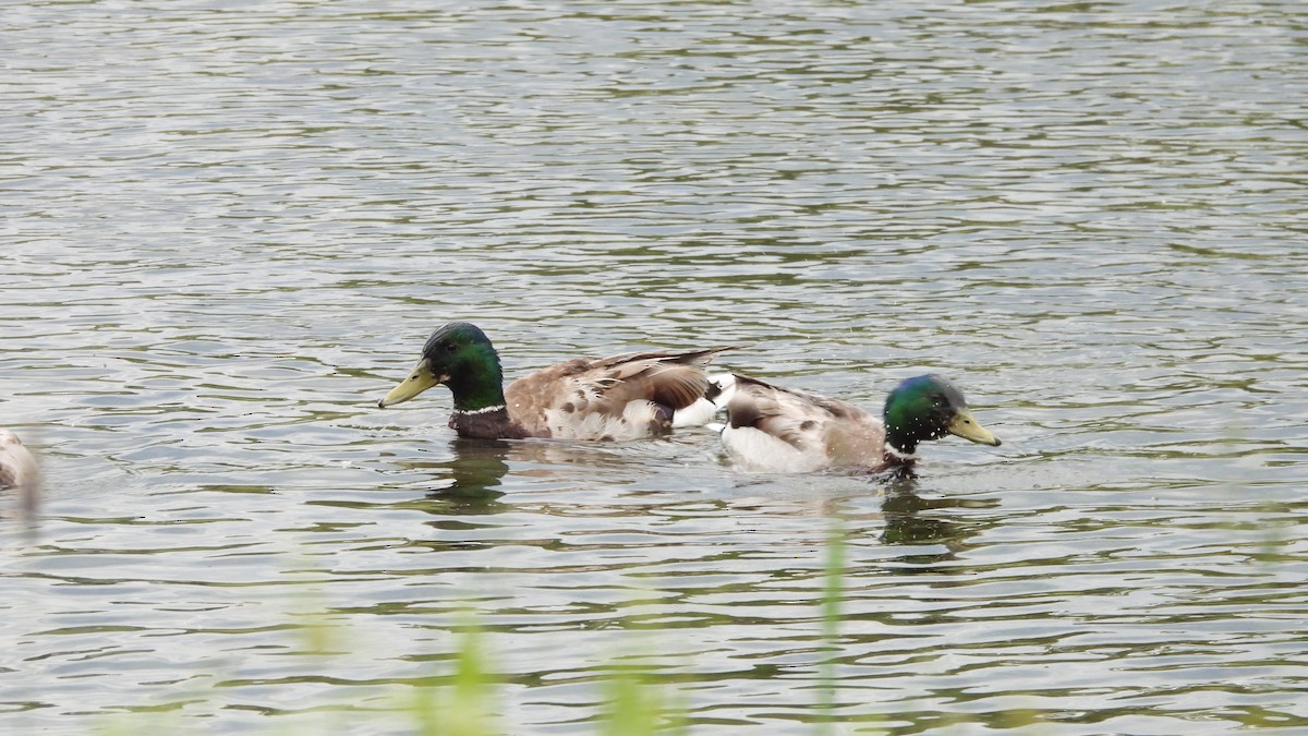 マガモ - ML644562013