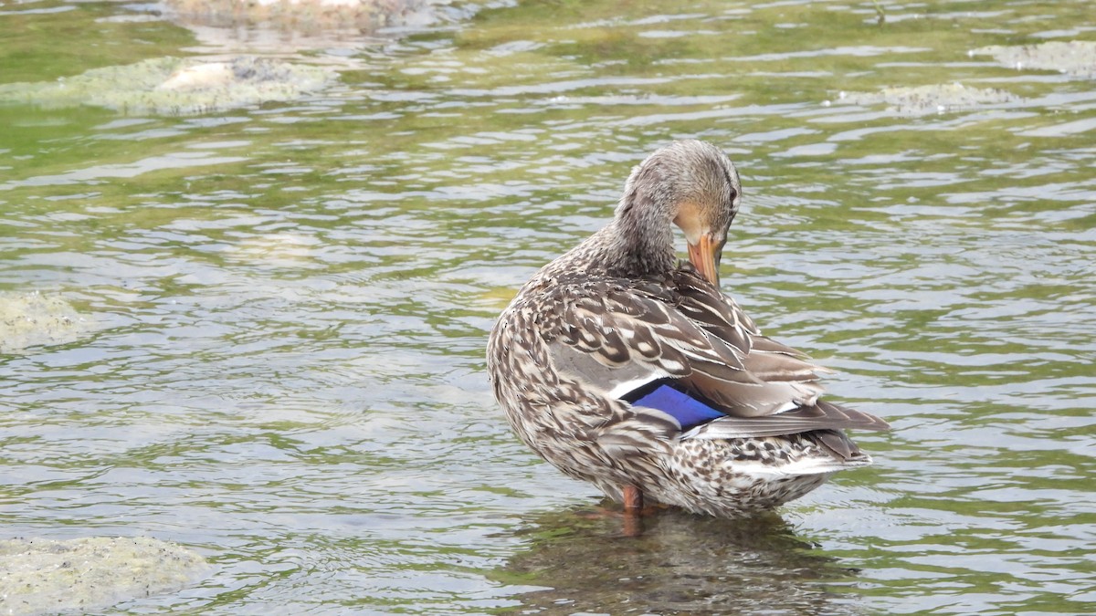 マガモ - ML644562014