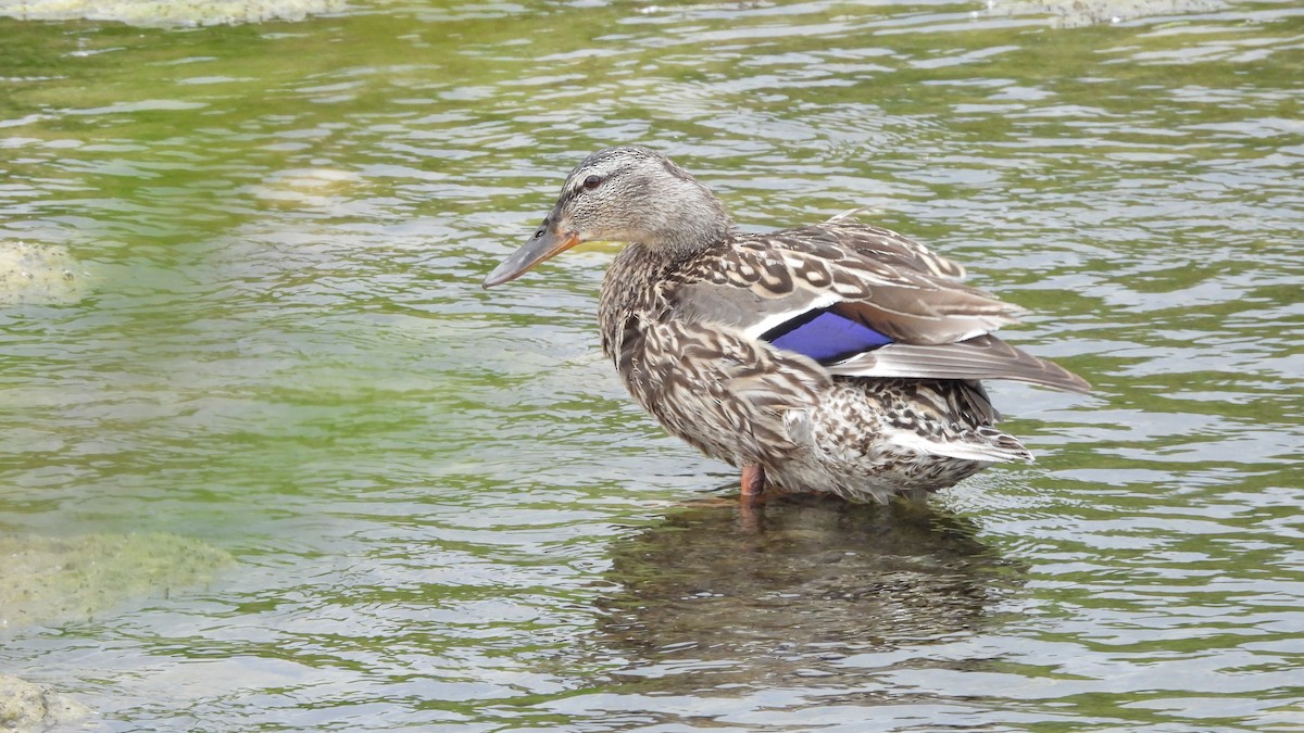 マガモ - ML644562016