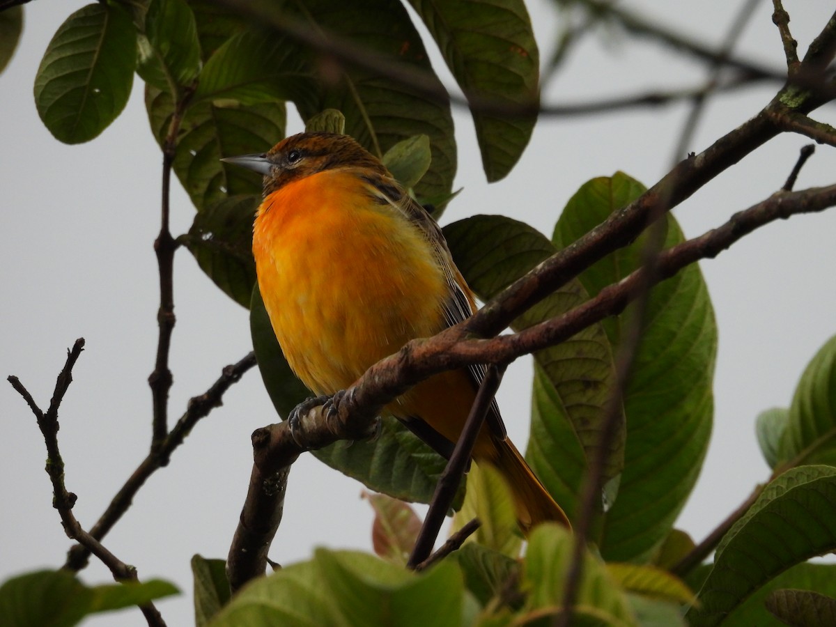 Oriole de Baltimore - ML644562018