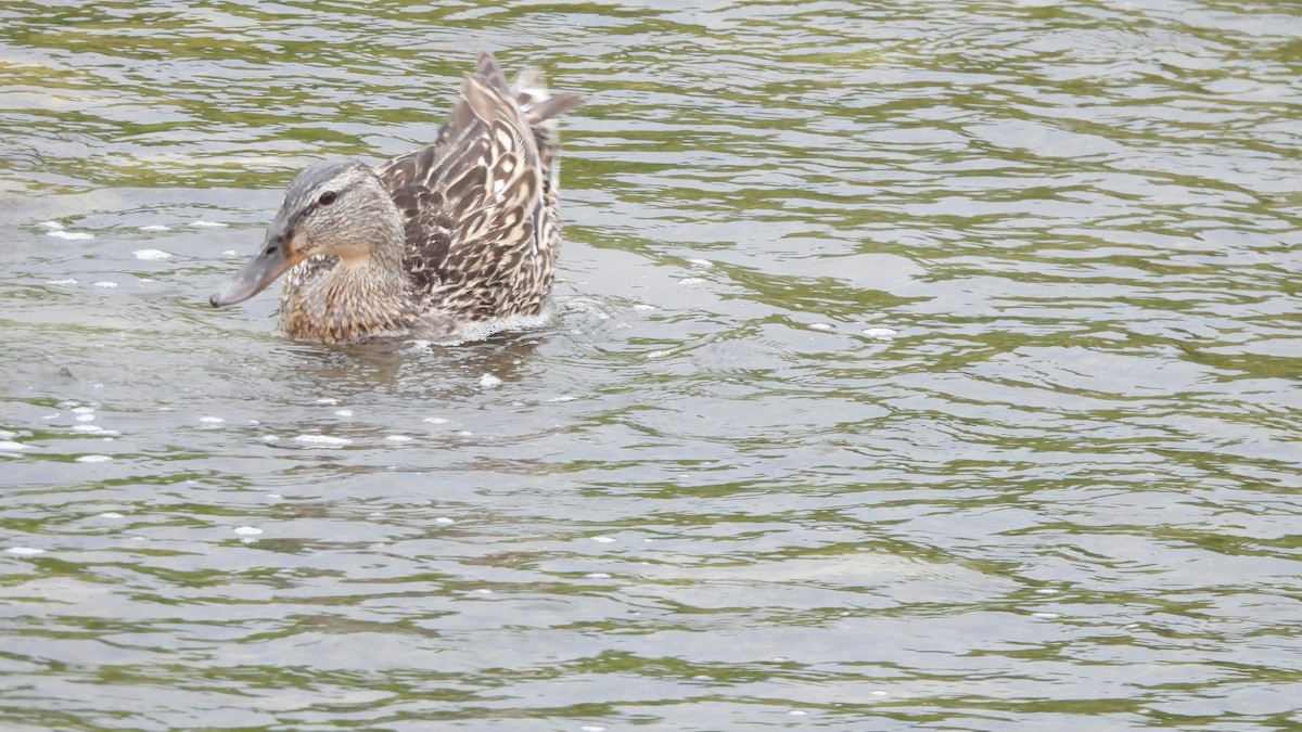 マガモ - ML644562019