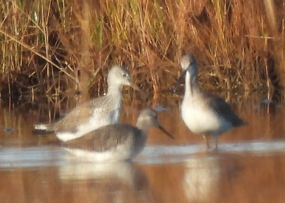 Greater Yellowlegs - ML644562021