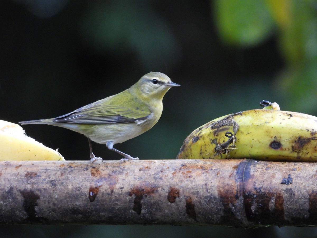 Tennessee Warbler - ML644562022