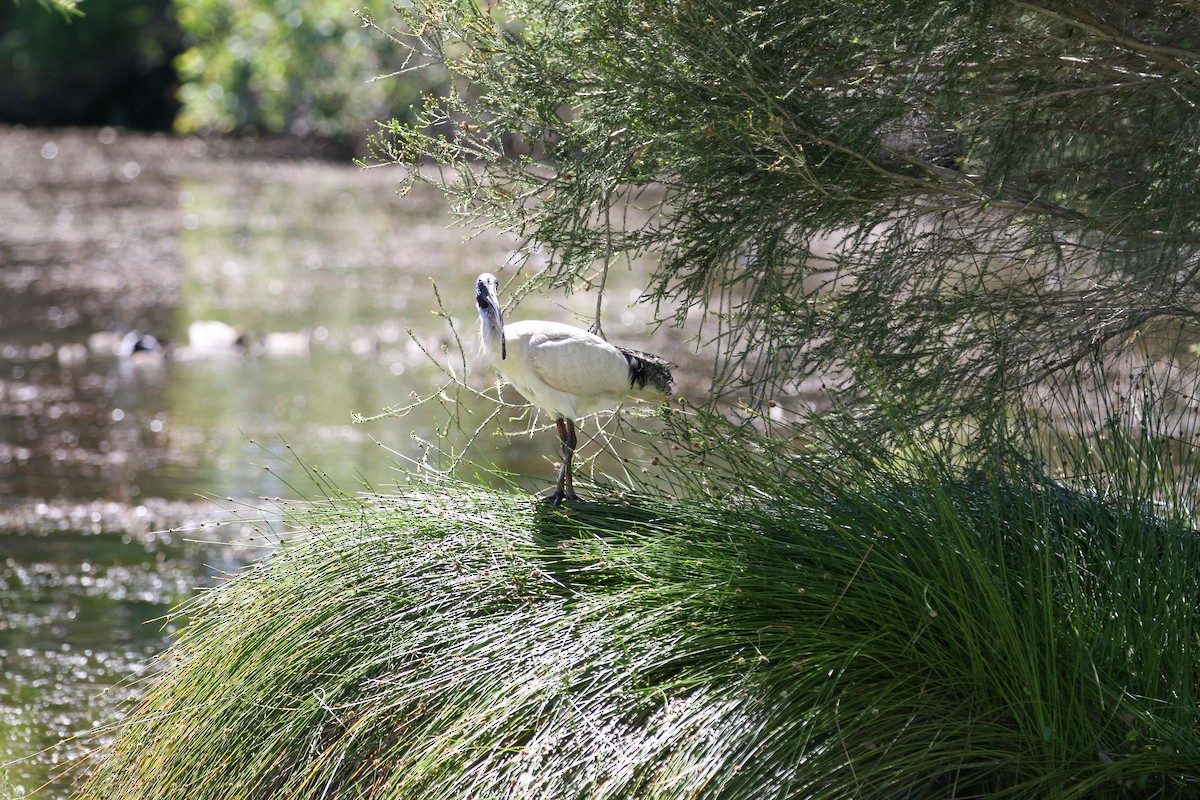 Australian Ibis - ML644562024