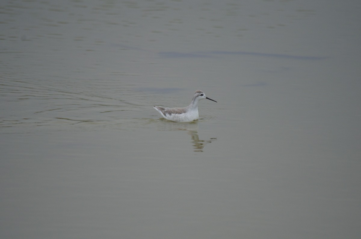 Wilsonwassertreter - ML644562025