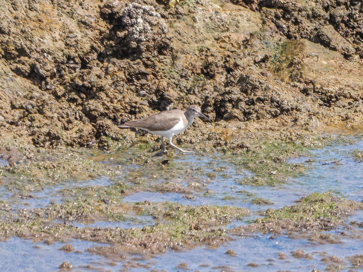 pisík obecný - ML644562026