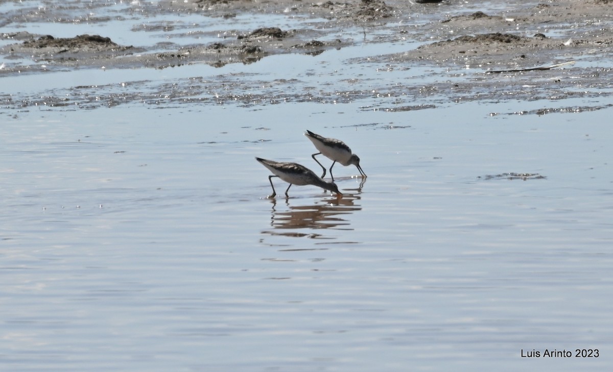 Коловодник великий - ML644562027