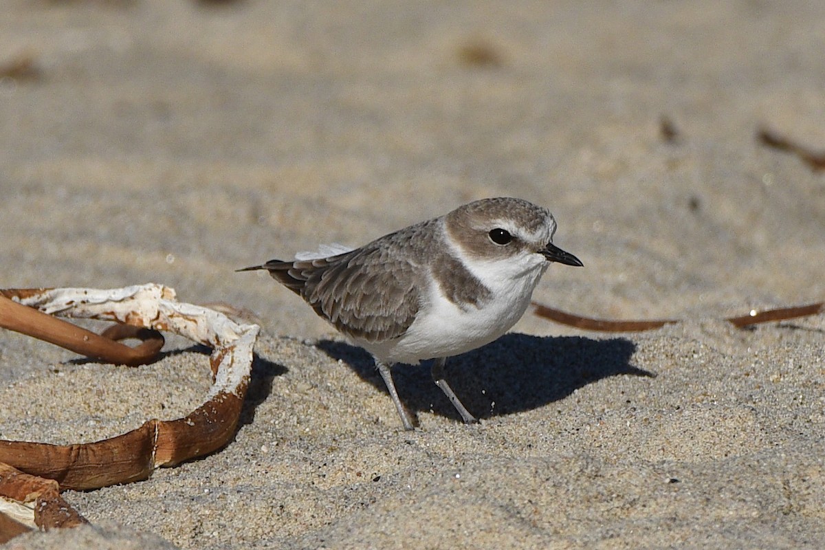 Snowy Plover - ML644562029