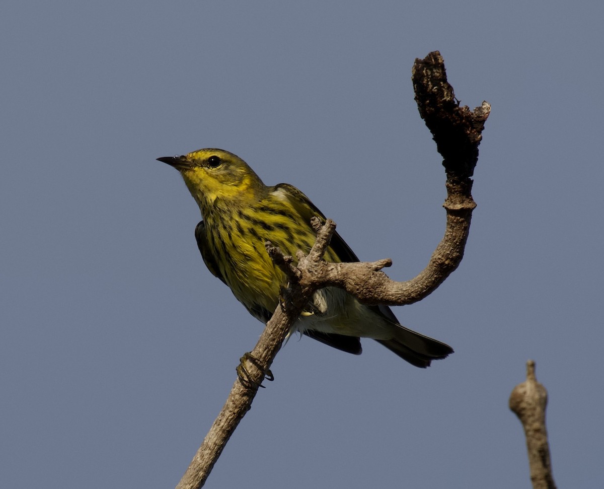 Paruline tigrée - ML644562034