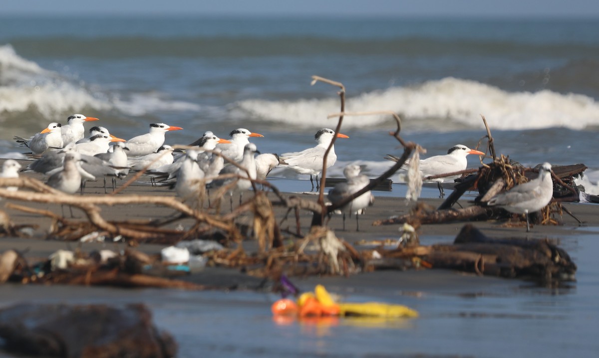 Royal Tern - ML644562037