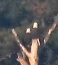 Bald Eagle - ML644562038