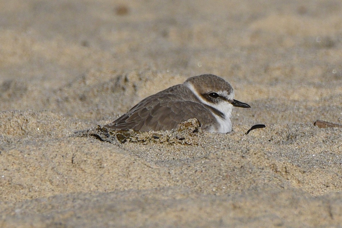 Snowy Plover - ML644562041