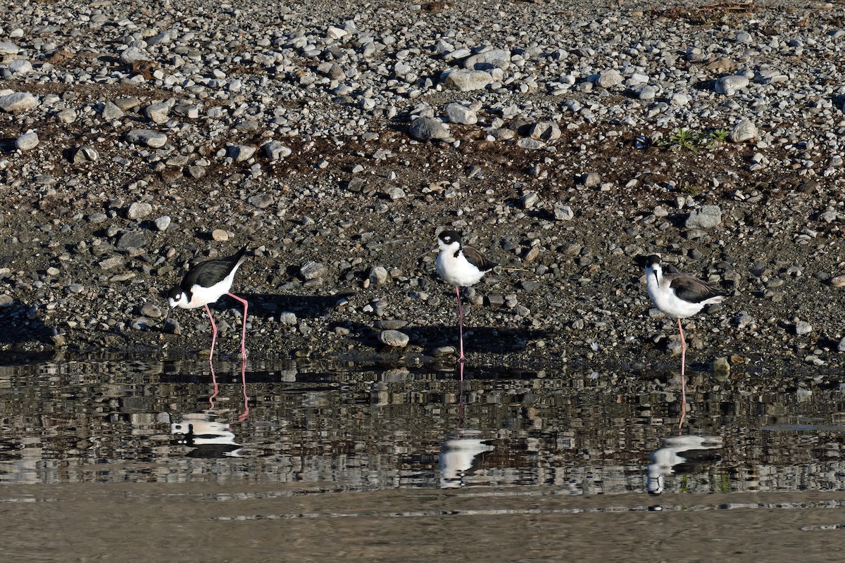 Black-necked Stilt - ML644562045