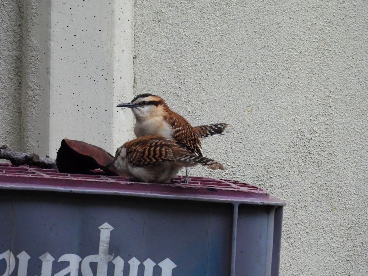 Rufous-backed Wren - ML644562047
