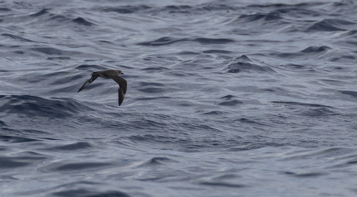 克島圓尾鸌 - ML644562061