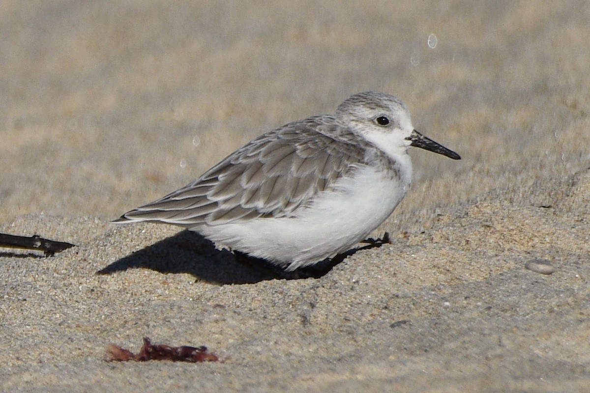 Ak Kumkuşu - ML644562065