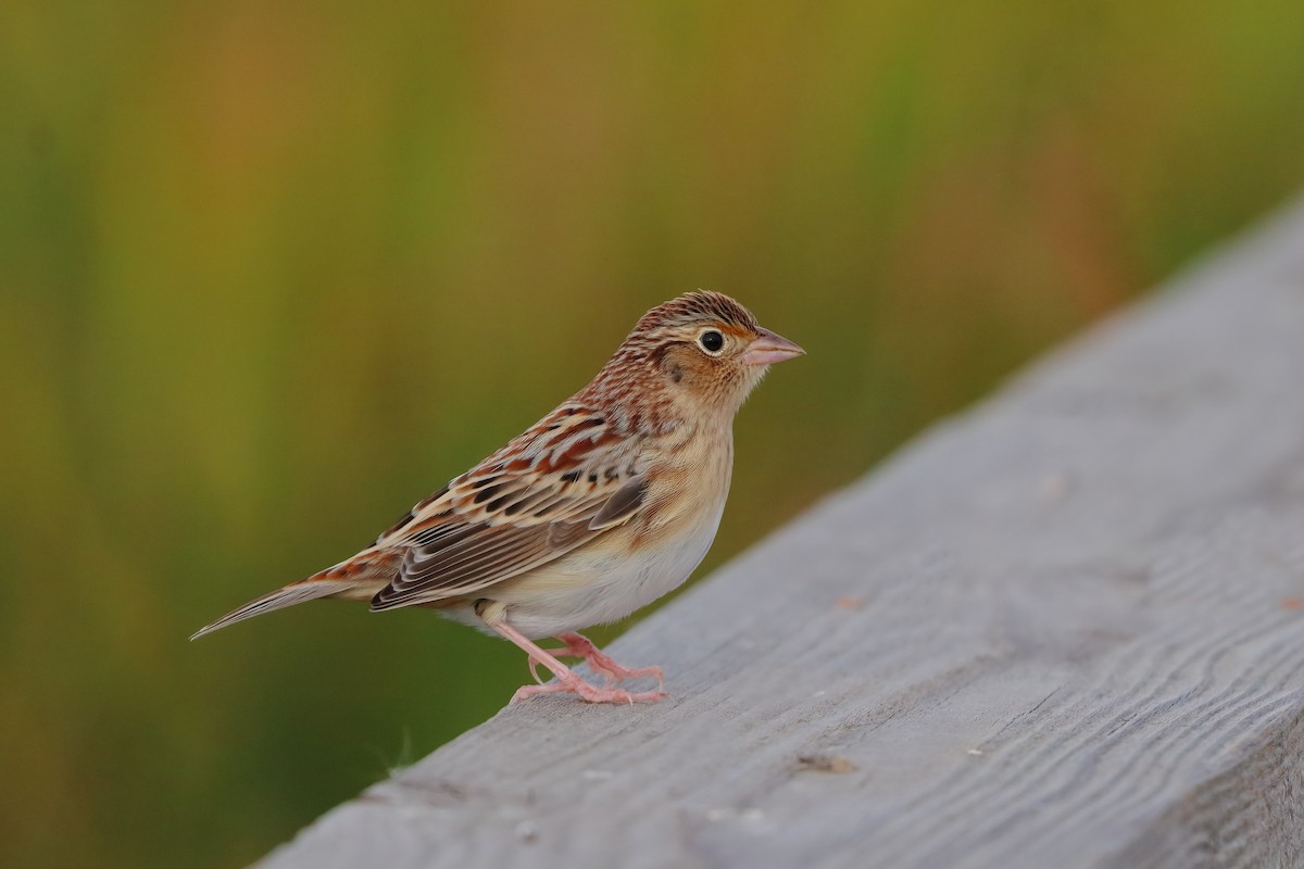 Çekirge Sesli Çayır Serçesi - ML644562070