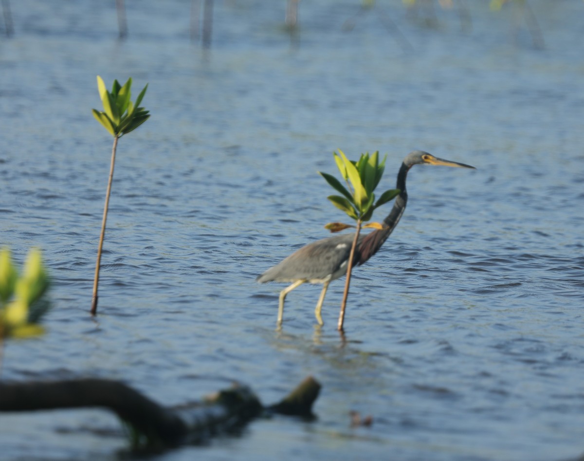 Tricolored Heron - ML644562087