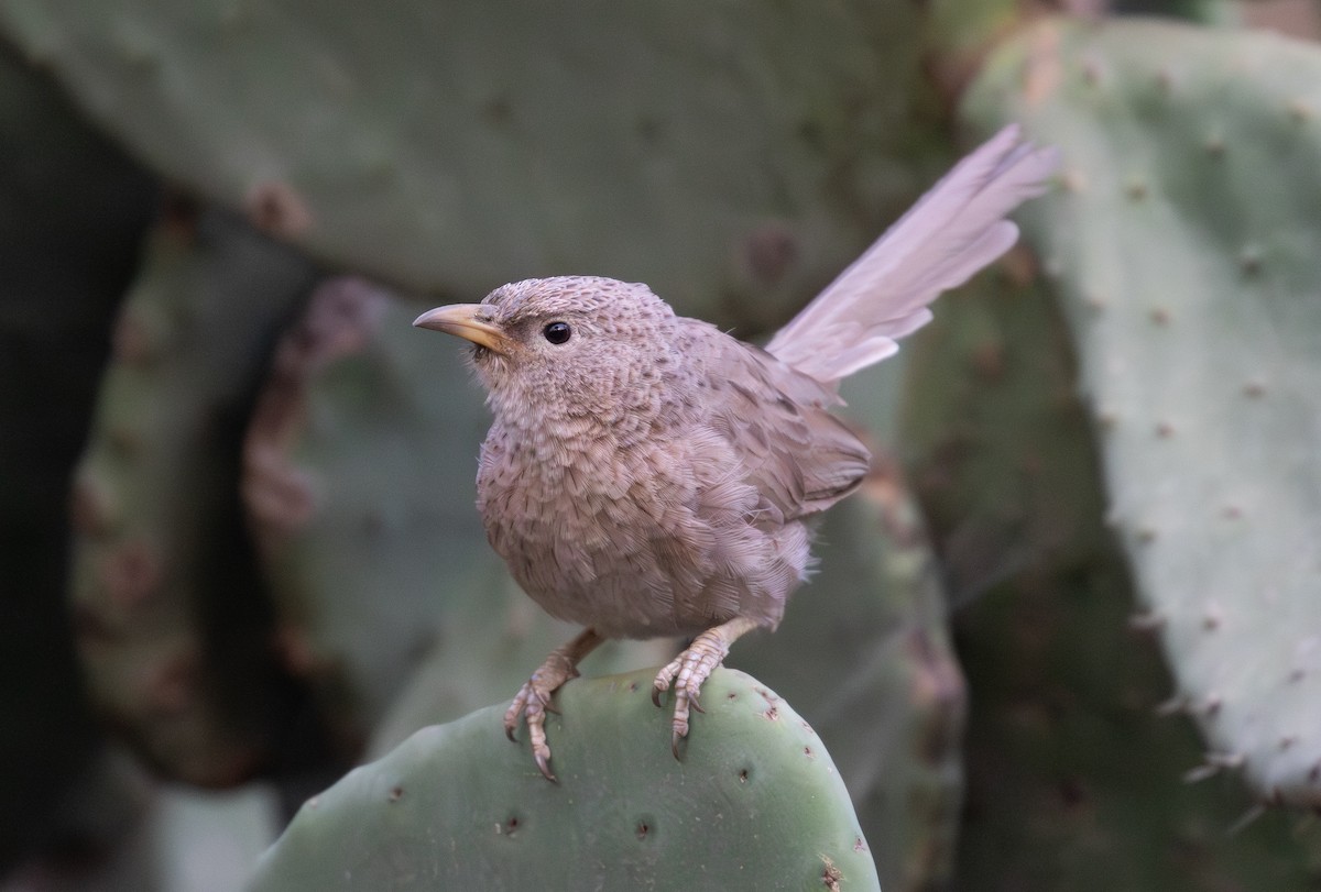 Cratérope écaillé - ML644562088