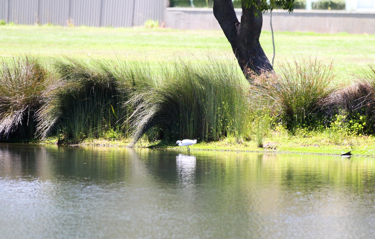 Little Egret - ML644562090
