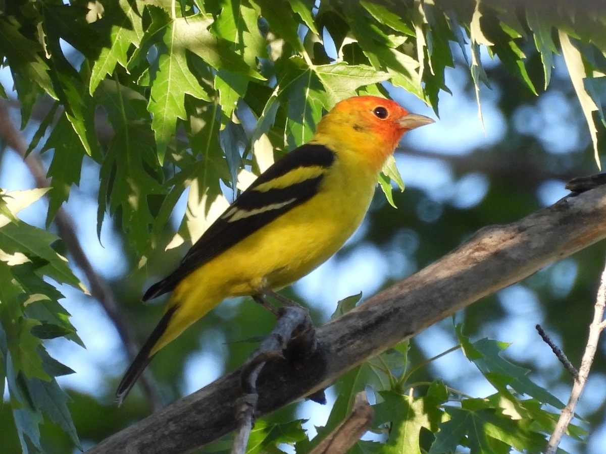 vestpiranga - ML644562091