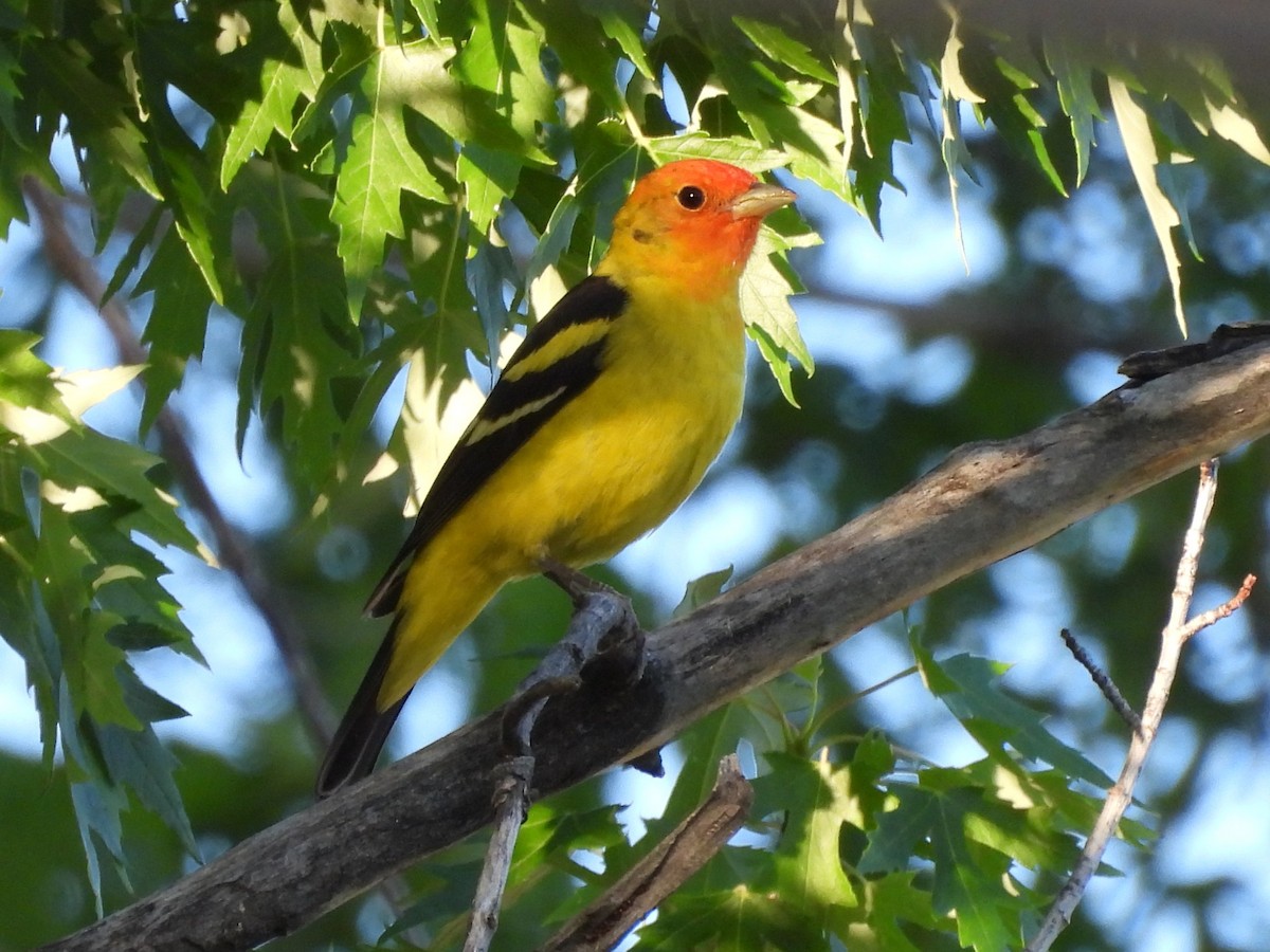 vestpiranga - ML644562092