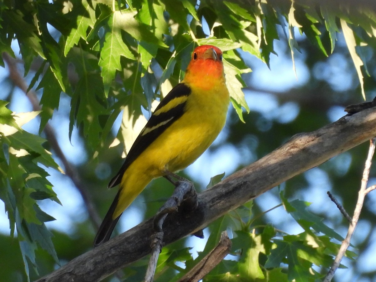 vestpiranga - ML644562093